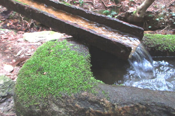 蒸し暑い４月の山へ！近所の竹林で出会った苔たちの記録