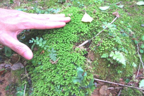 雨上がりの寺社で苔さんぽ！コバノチョウチンゴケに魅了された春の一日
