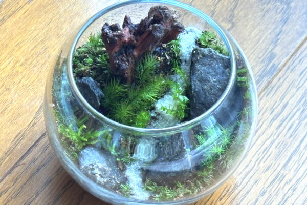 苔テラリウムを作ってみた！丸いガラス容器で作る手のひらサイズの森