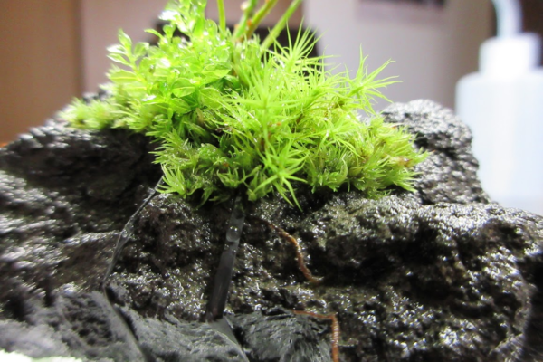 溶岩石とシダと苔で作る！生命力あふれるテラリウムの作り方