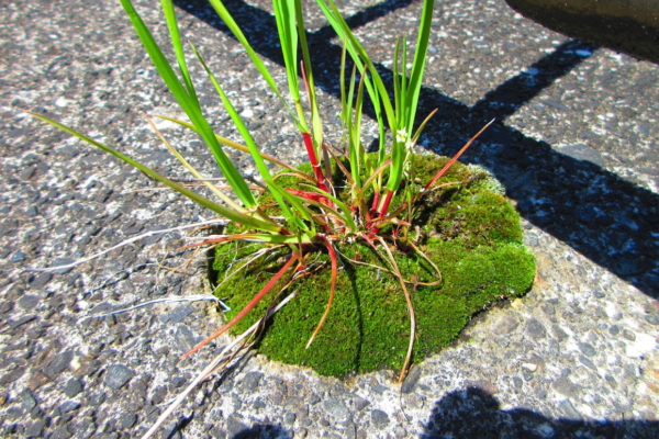 街中でよく見かける苔「ホソウリゴケ」——タフで可愛いこんもり苔の観察記録