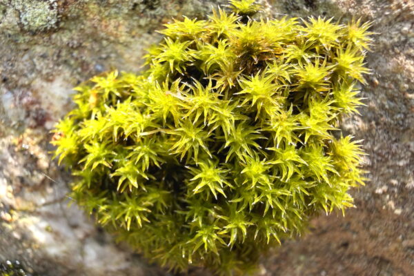 乾燥した苔に水を与えたら激変！？霧吹き復活実験＆名前特定チャレンジ