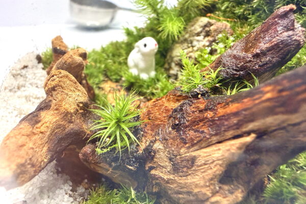 ボール型ガラスで作る苔の森——流木の古道にウサギが住み着いた話