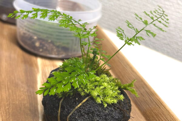 溶岩石に苔とシダを着生させてみた——2か月後ビフォーアフターレポート