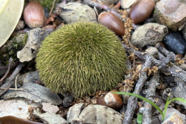 【お詫び】苔の名前、たまに…いや結構まちがえてるかもしれません（笑）