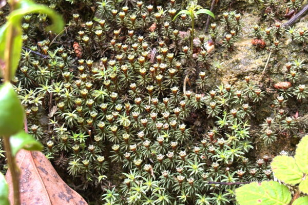 京都の神社で苔調査！スギゴケの蒴から天然盆栽まで、苔が語りかけてくること
